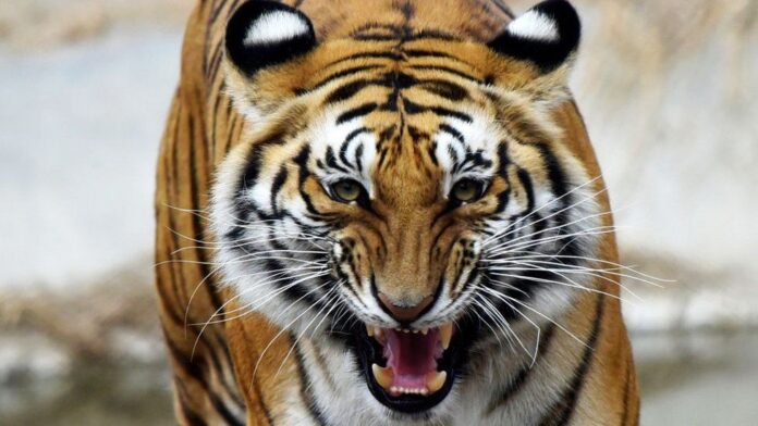 tiger